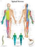 Spinal Nerves - Anatomical Chart